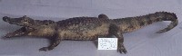 Spectacled caiman Collection Image, Figure 3, Total 15 Figures